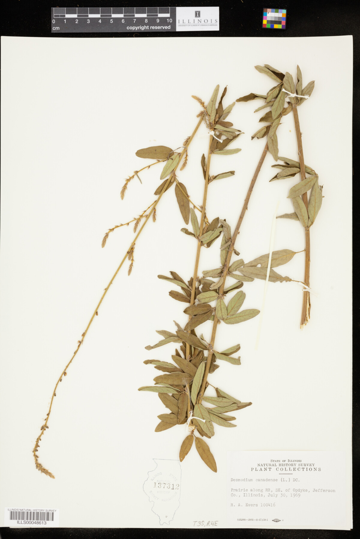 Desmodium canadense image