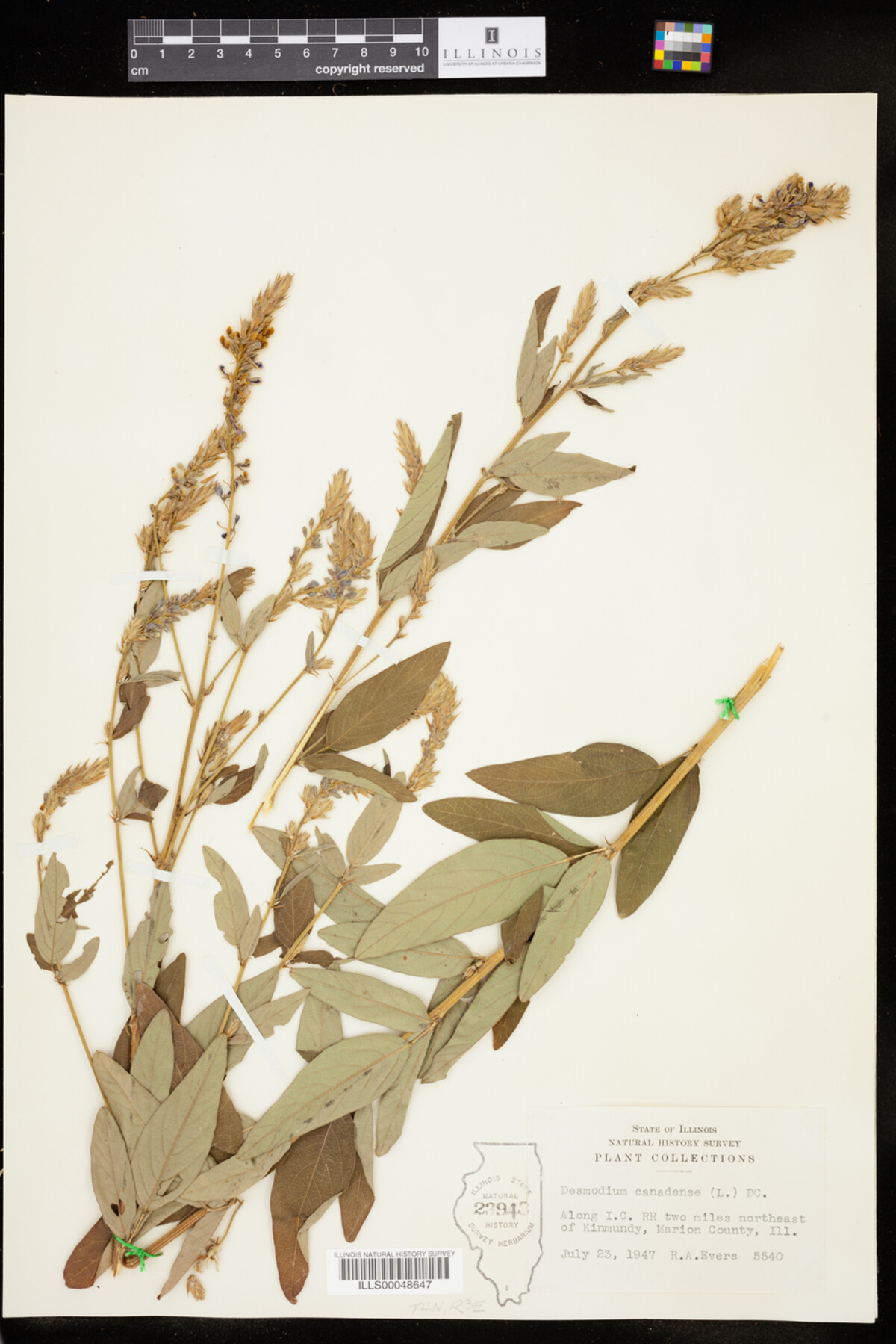 Desmodium canadense image