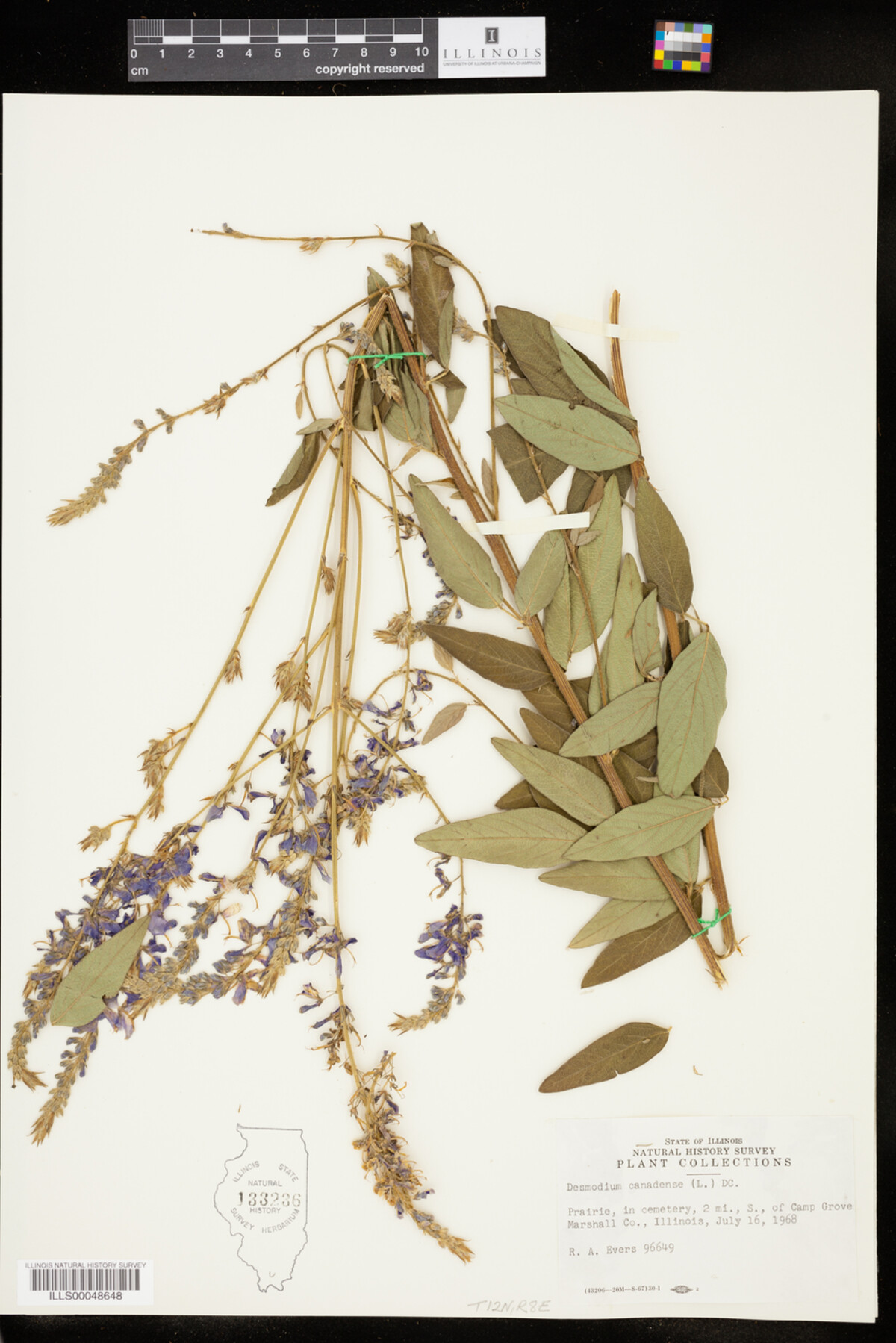 Desmodium canadense image