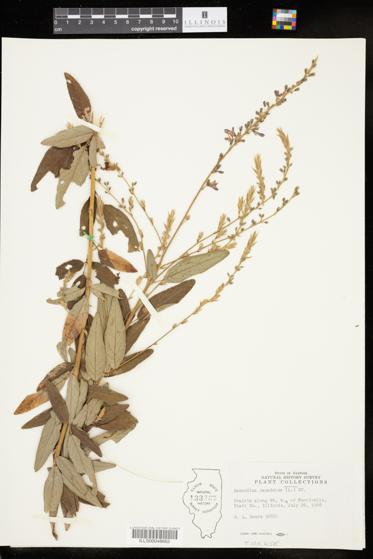 Desmodium canadense image