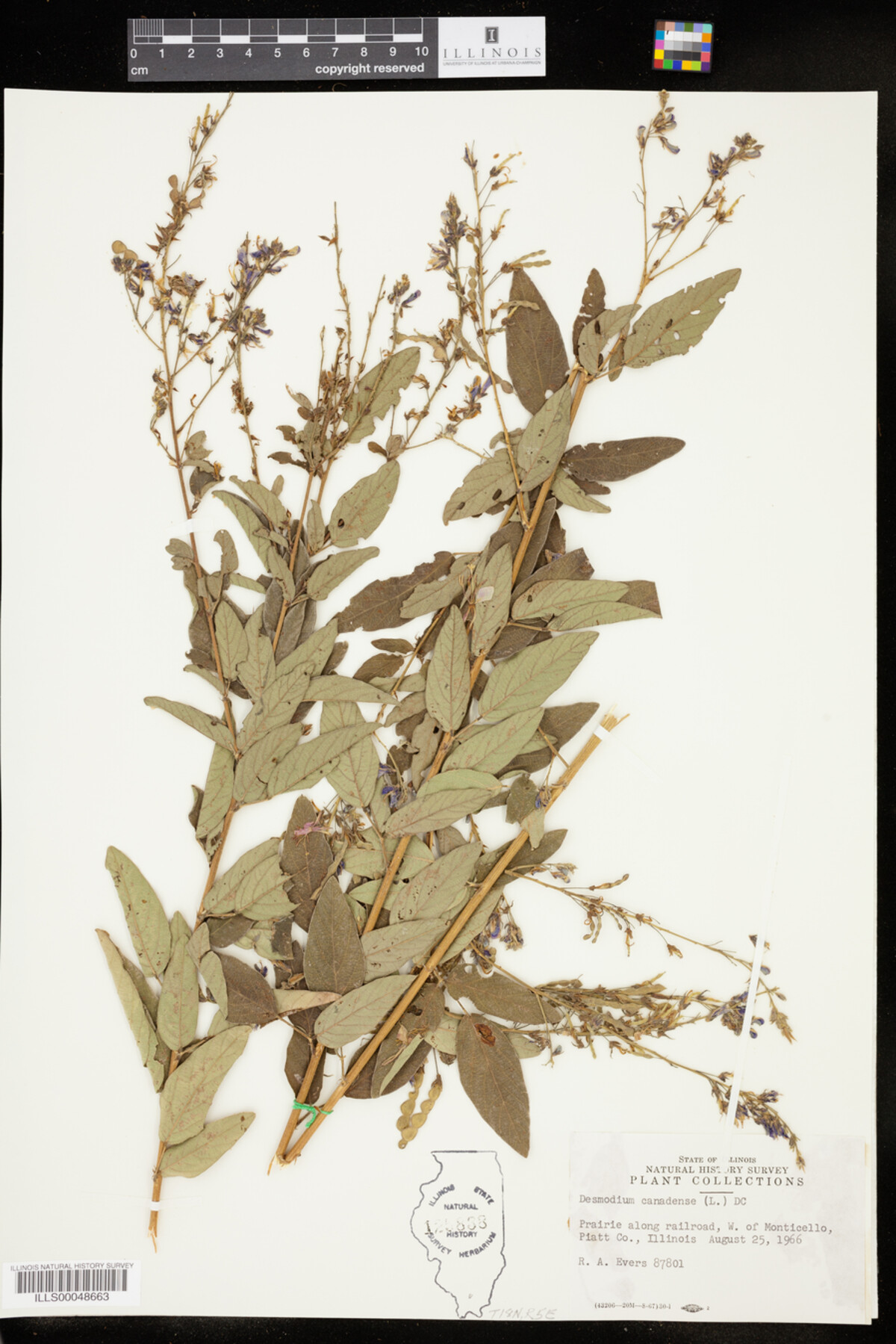 Desmodium canadense image