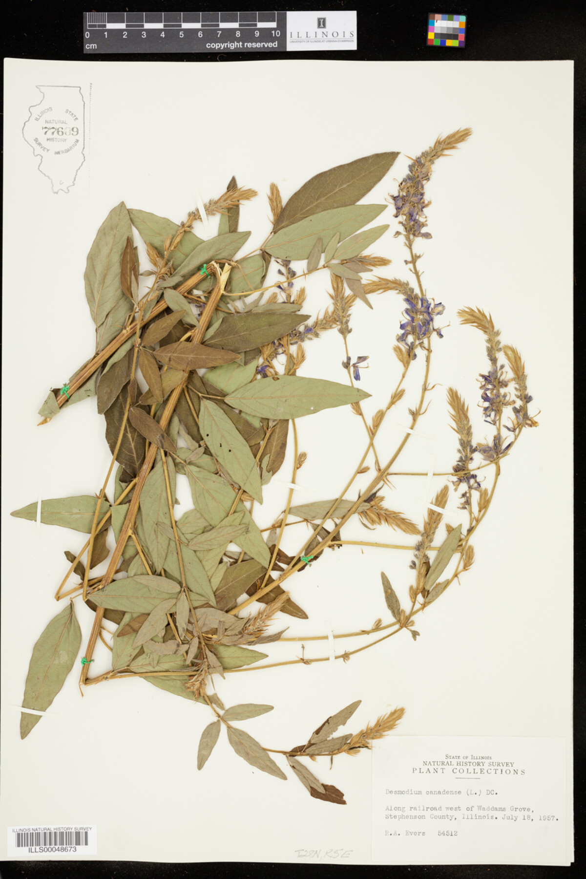 Desmodium canadense image