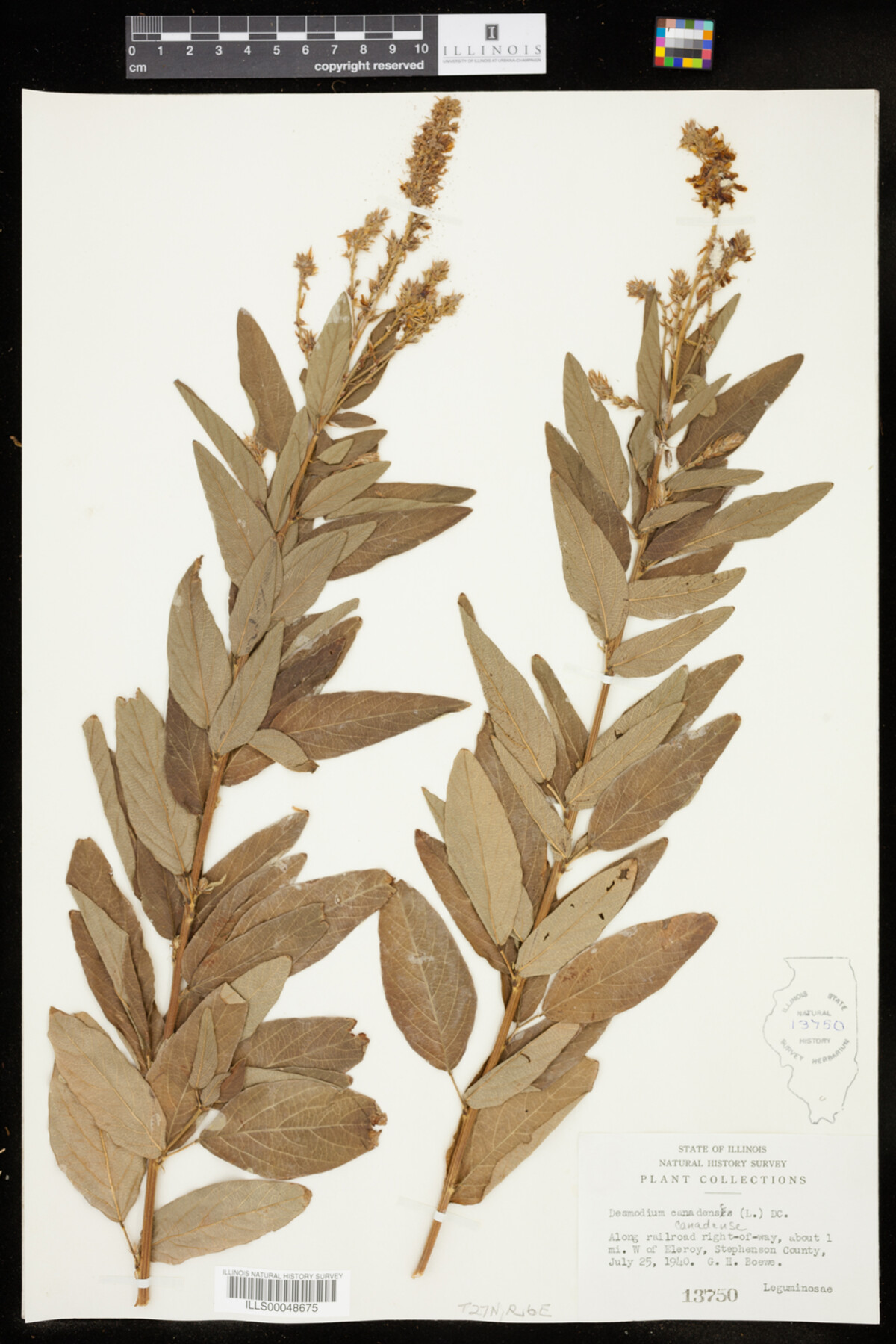 Desmodium canadense image