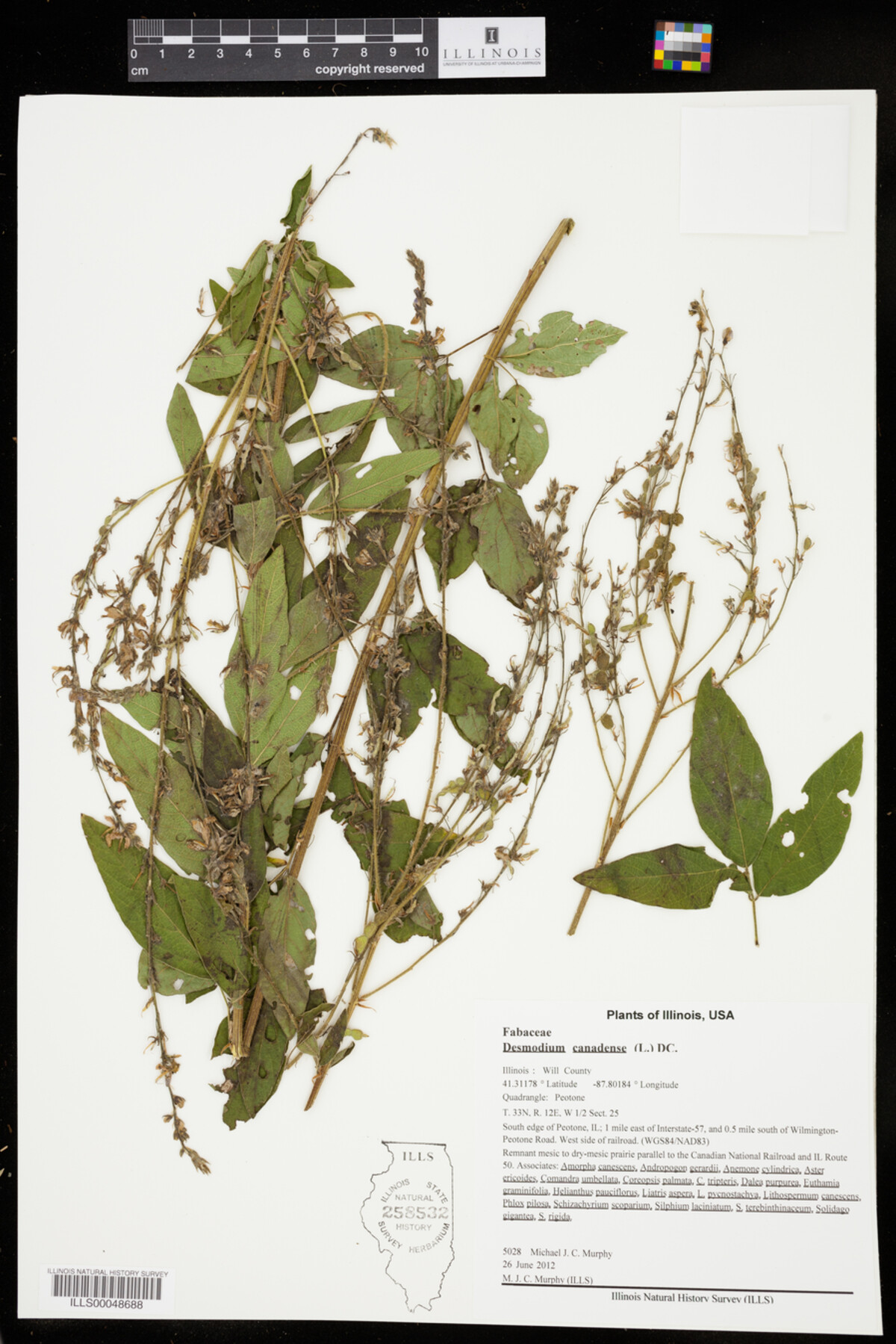 Desmodium canadense image