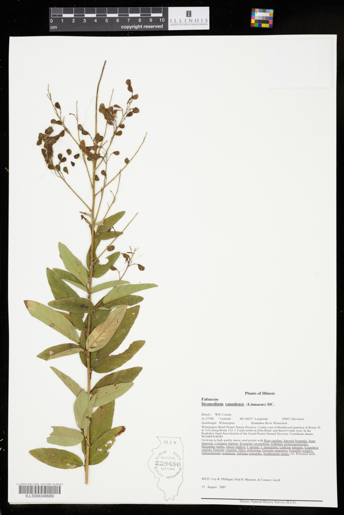 Desmodium canadense image