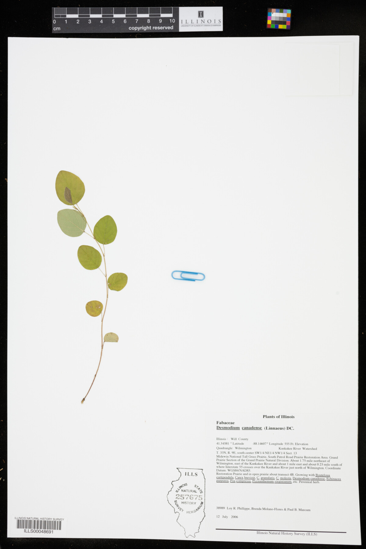 Desmodium canadense image