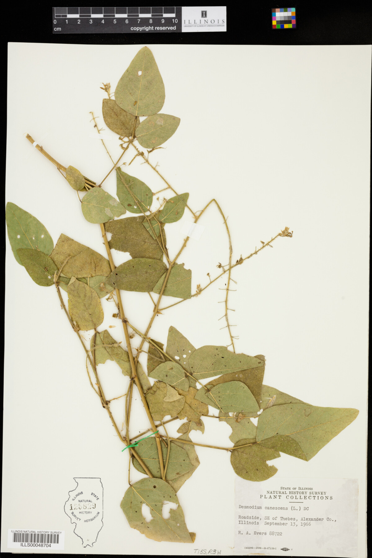 Desmodium canescens image