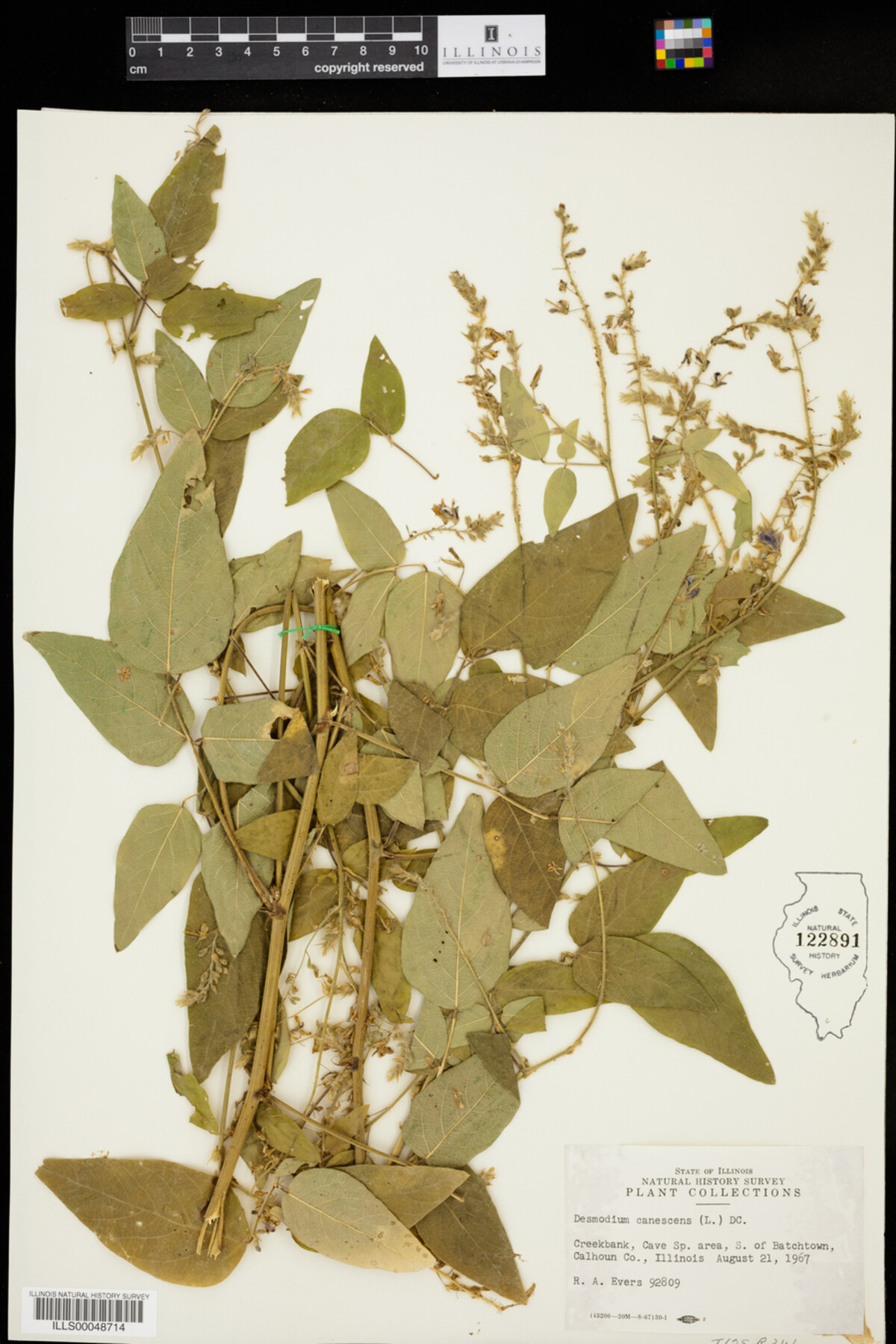 Desmodium canescens image