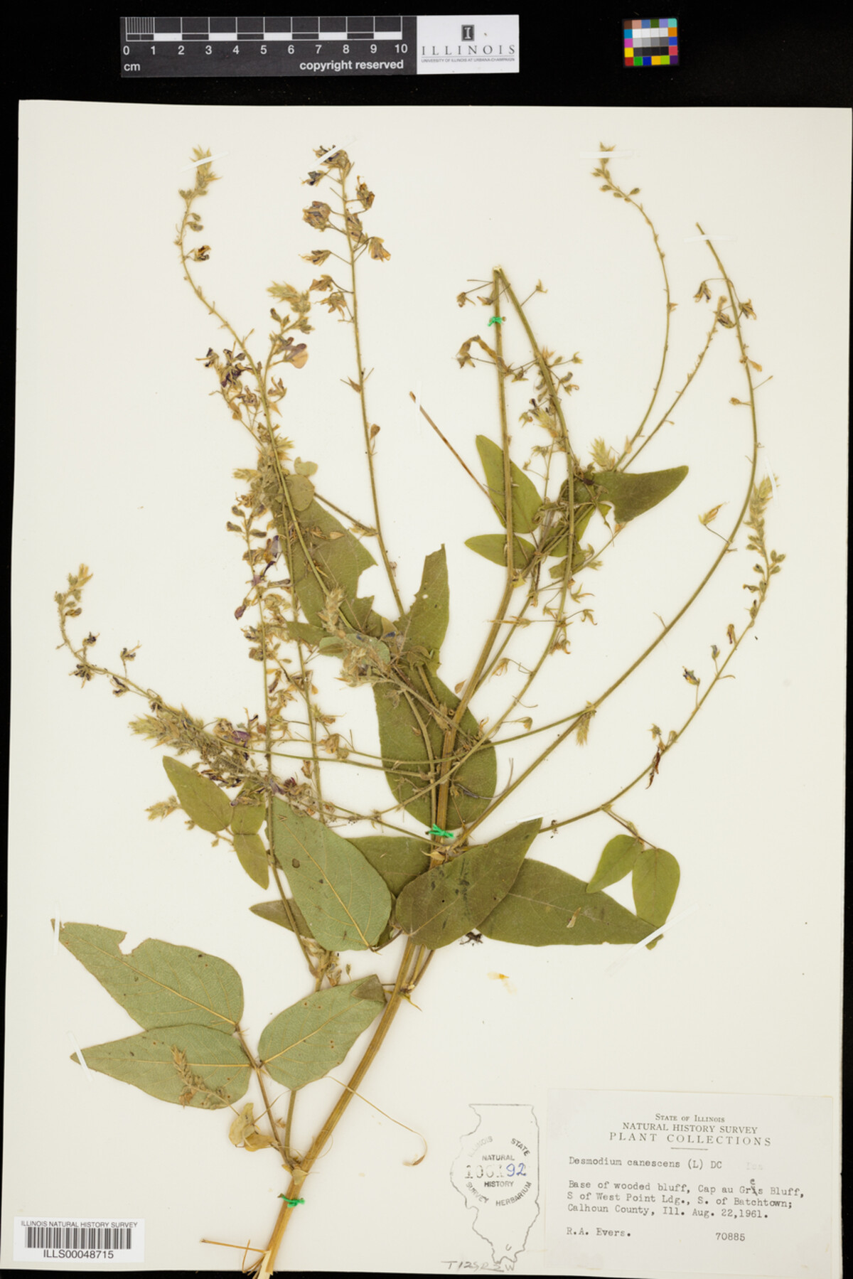 Desmodium canescens image