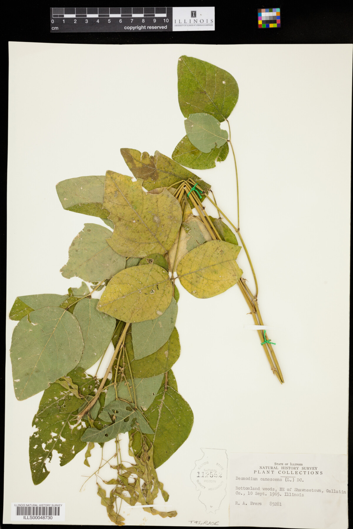 Desmodium canescens image