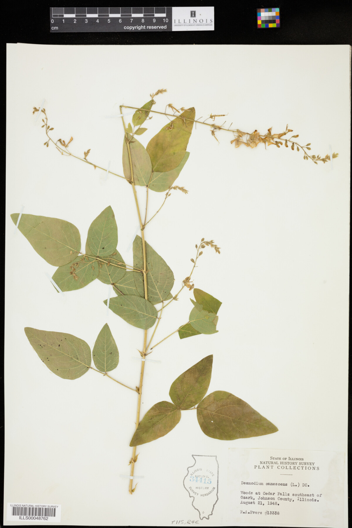 Desmodium canescens image