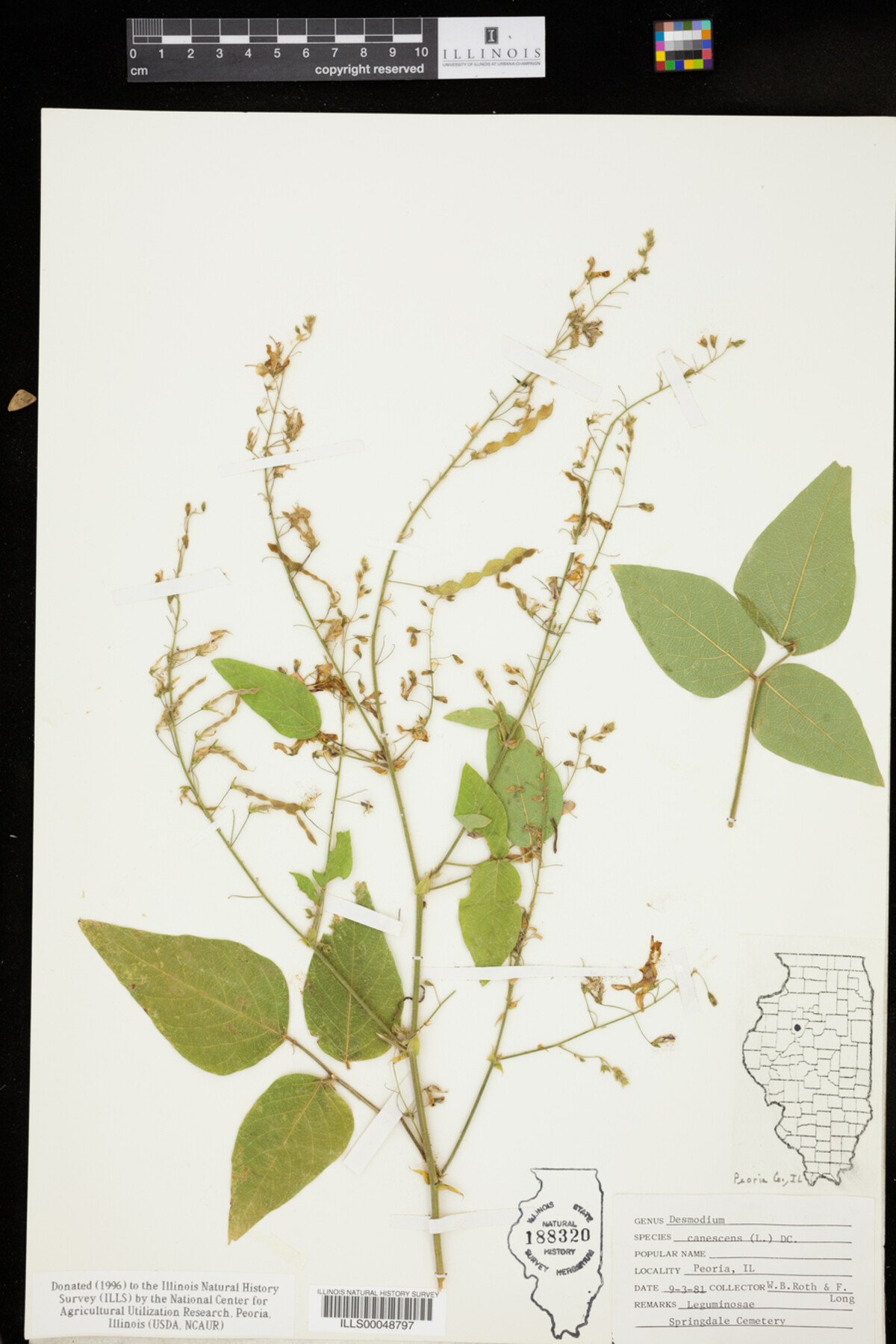 Desmodium canescens image