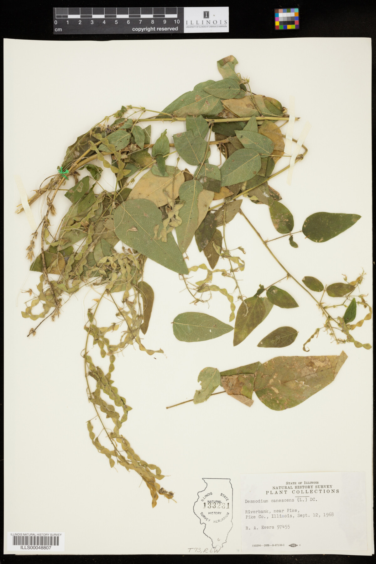 Desmodium canescens image