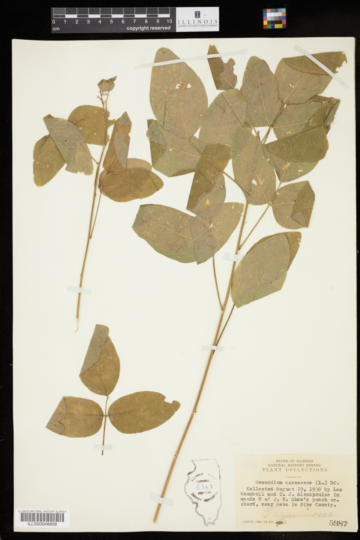 Desmodium canescens image