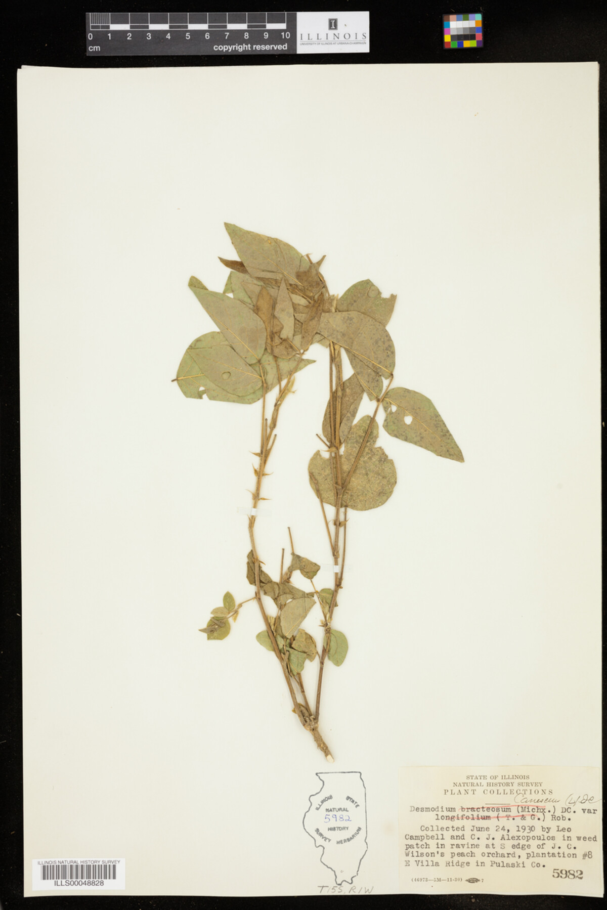 Desmodium canescens image