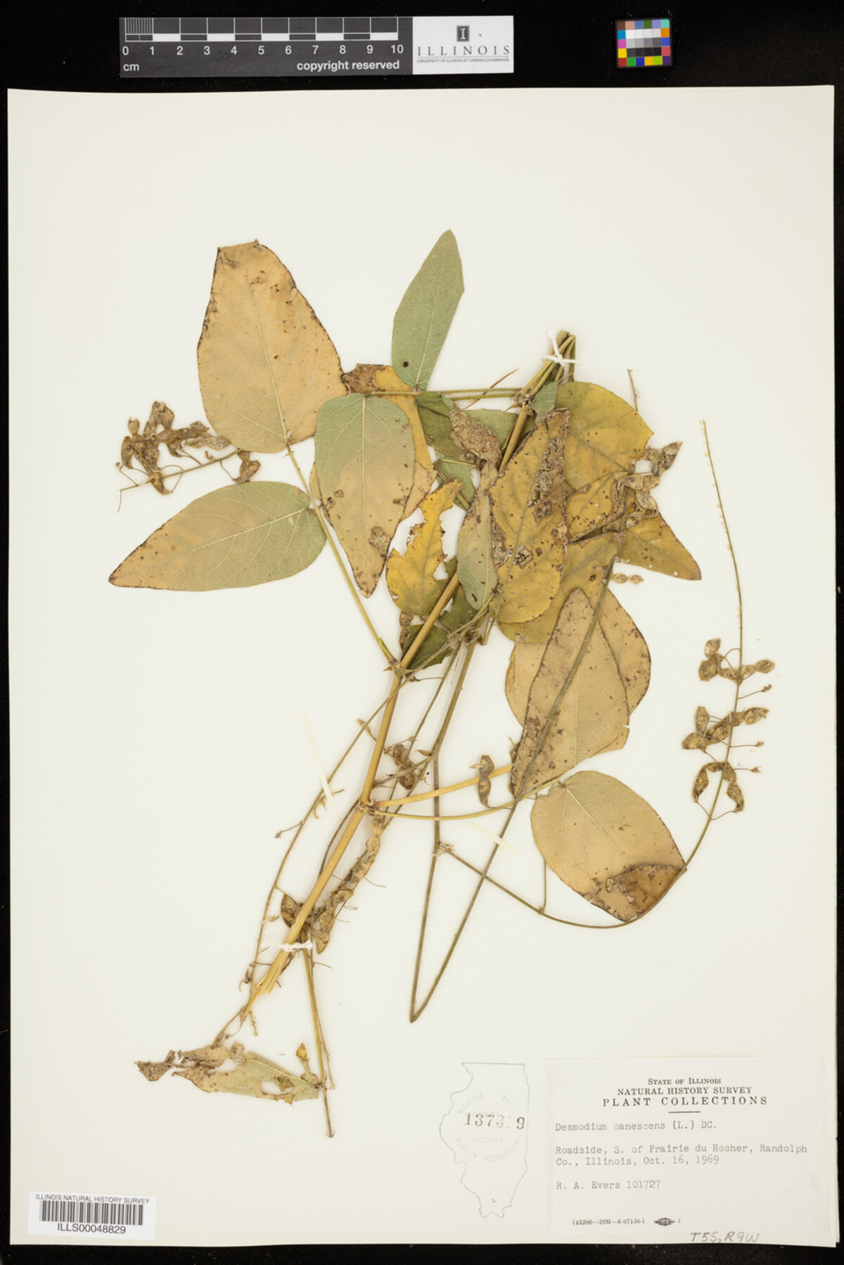 Desmodium canescens image