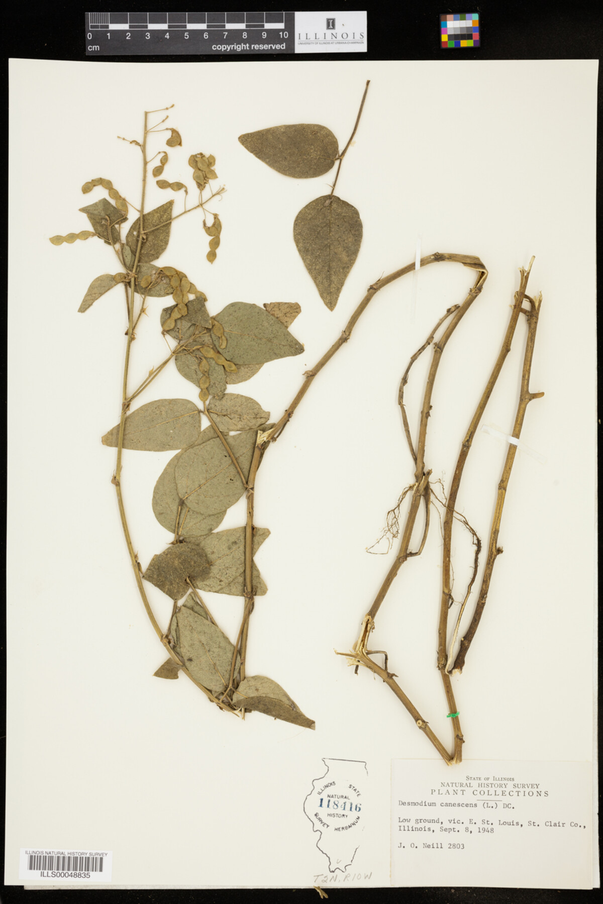 Desmodium canescens image
