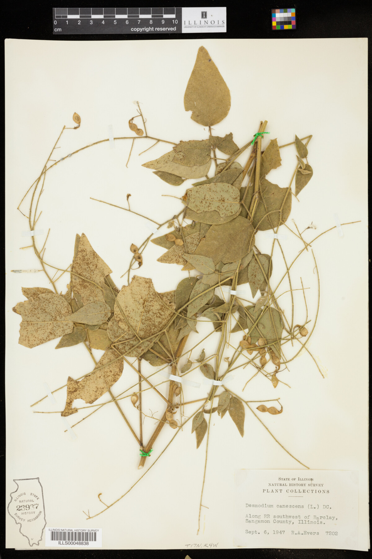 Desmodium canescens image