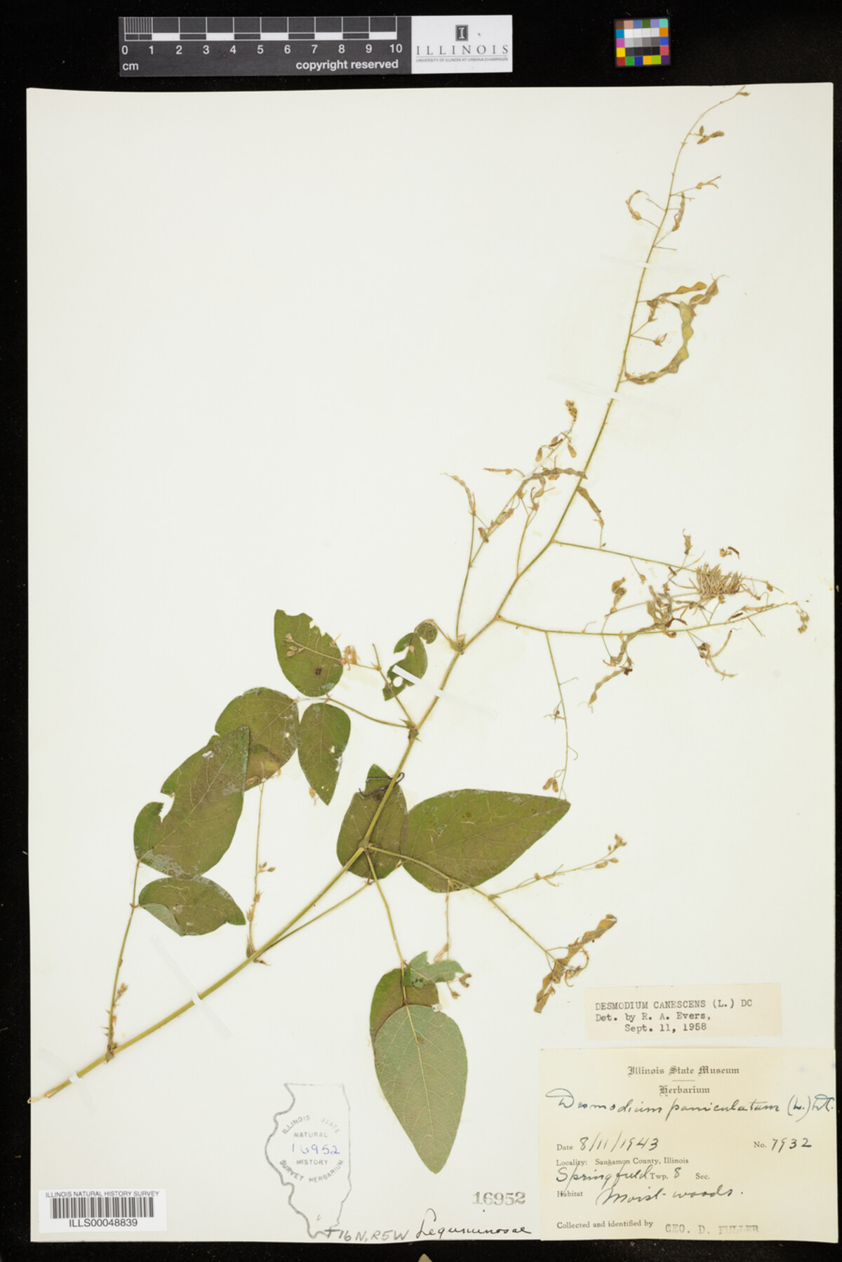 Desmodium canescens image