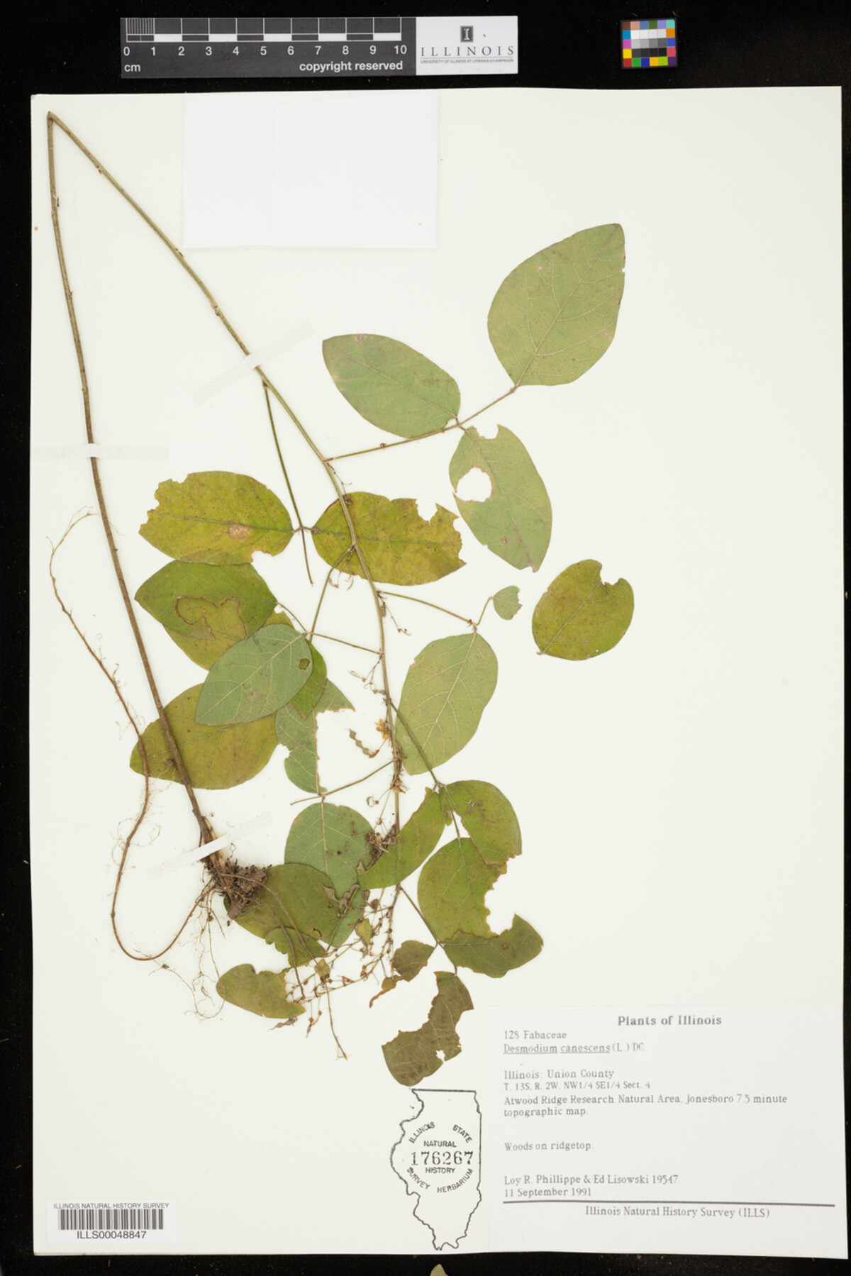 Desmodium canescens image