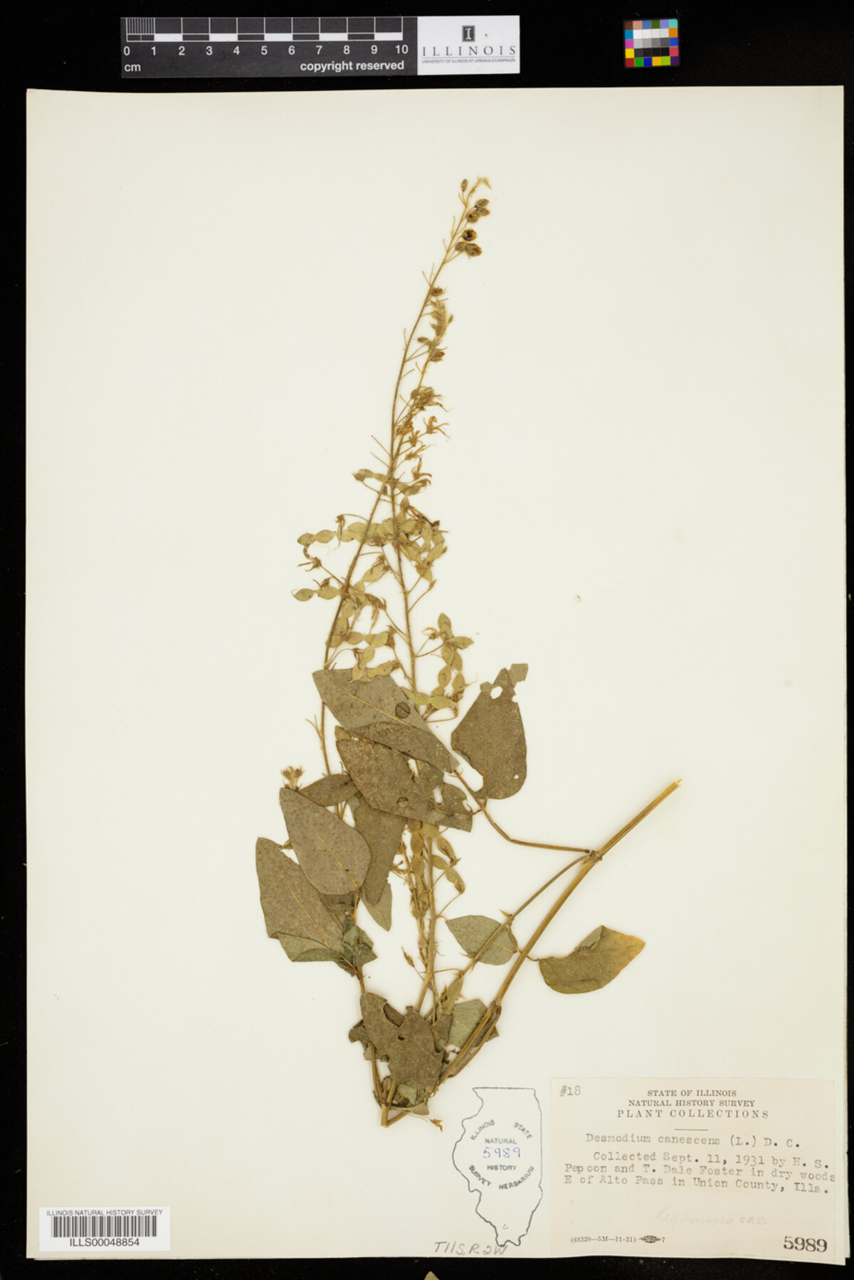 Desmodium canescens image