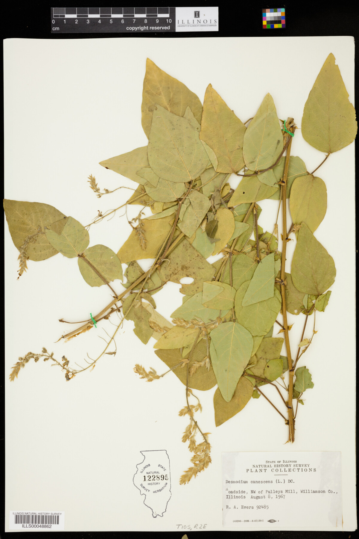 Desmodium canescens image