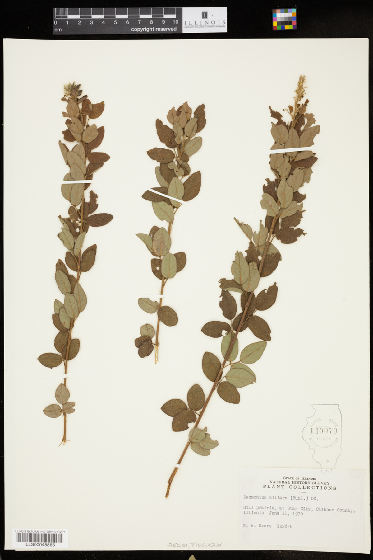 Desmodium ciliare image