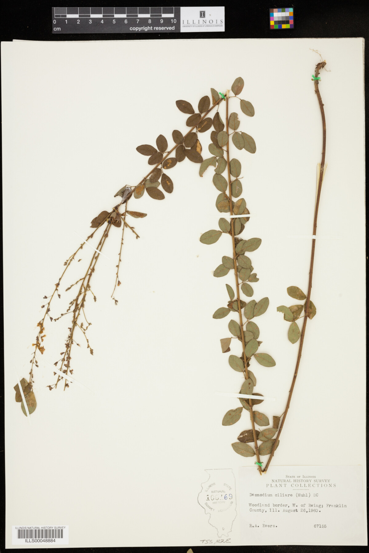 Desmodium ciliare image
