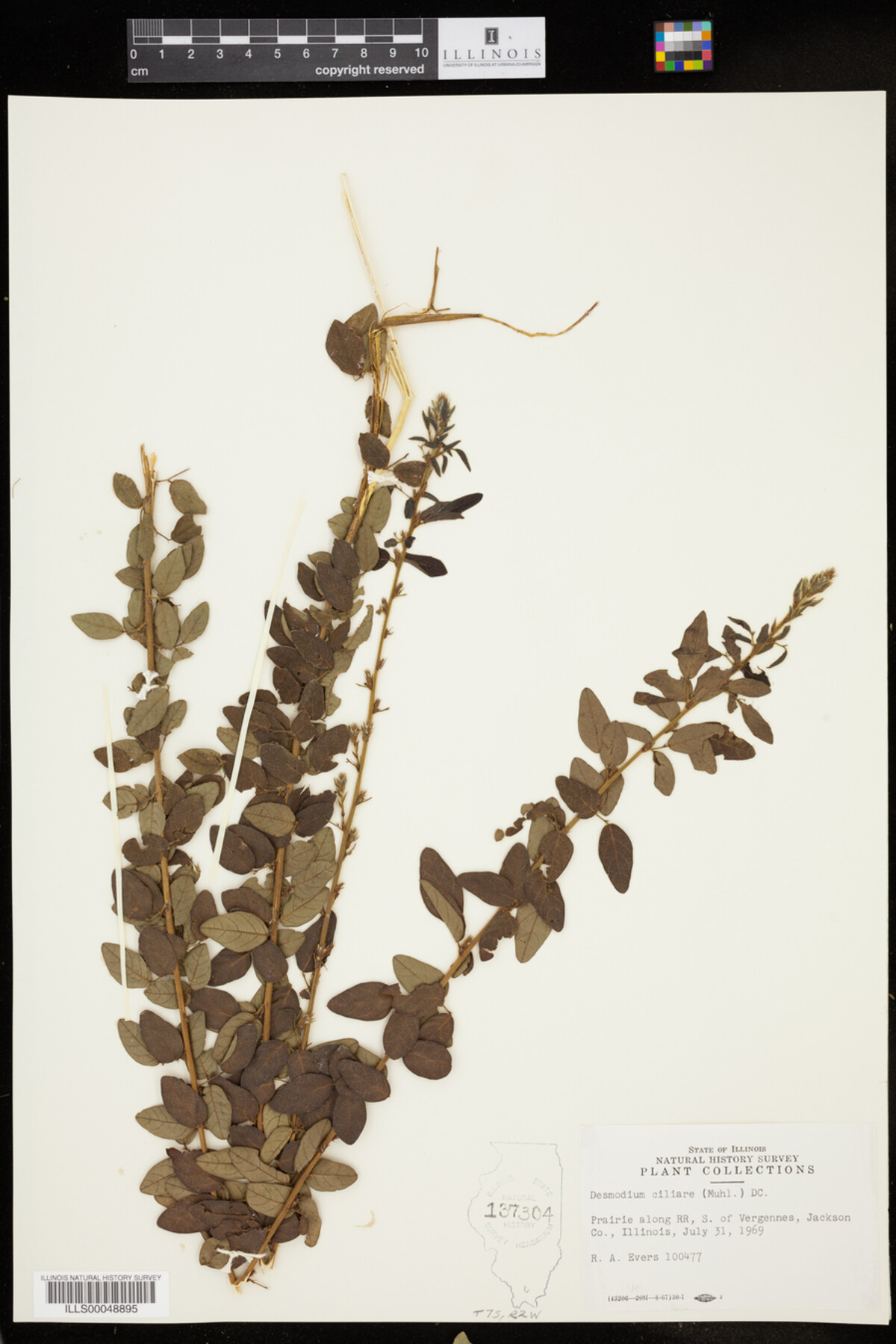 Desmodium ciliare image