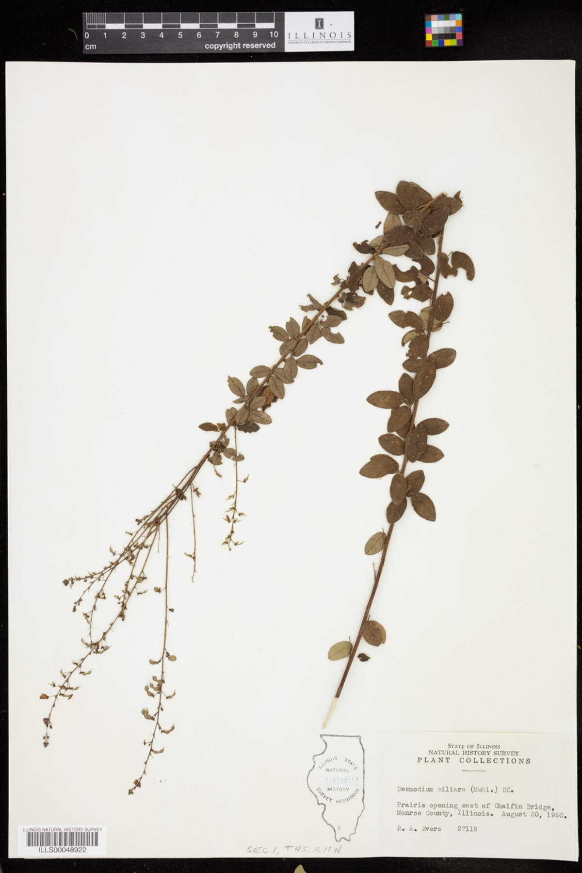 Desmodium ciliare image