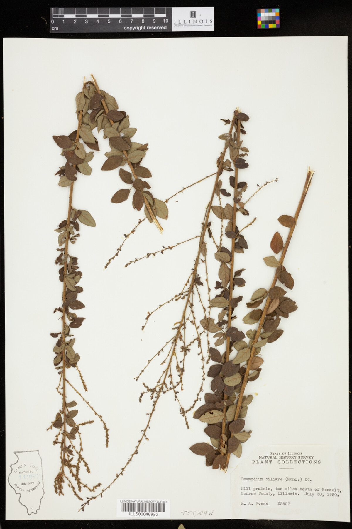 Desmodium ciliare image