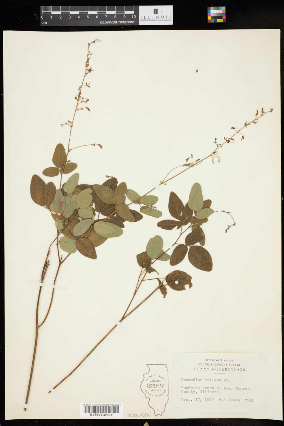 Desmodium ciliare image