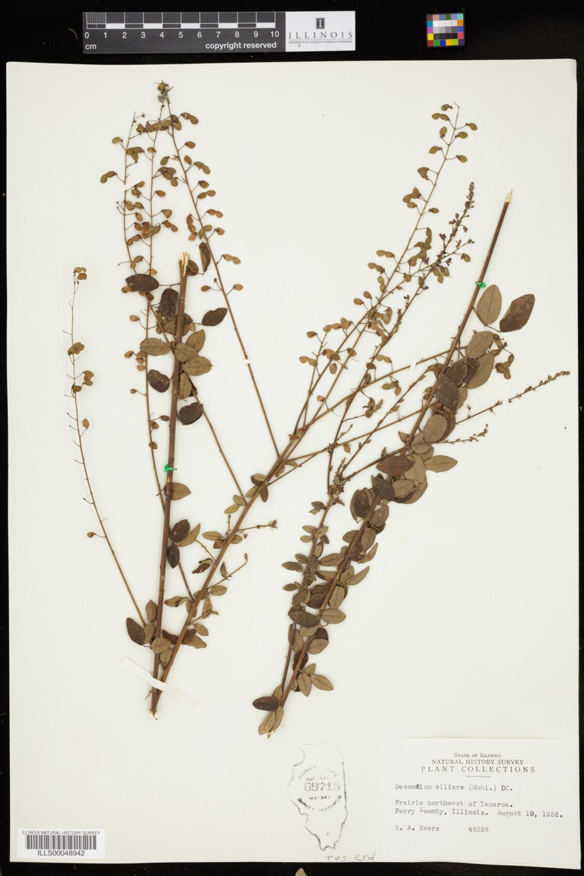 Desmodium ciliare image