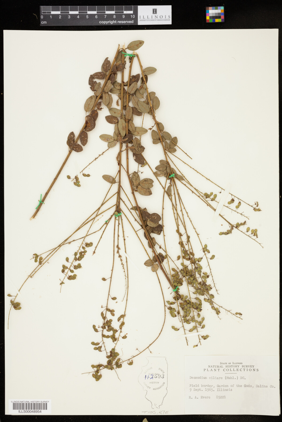 Desmodium ciliare image