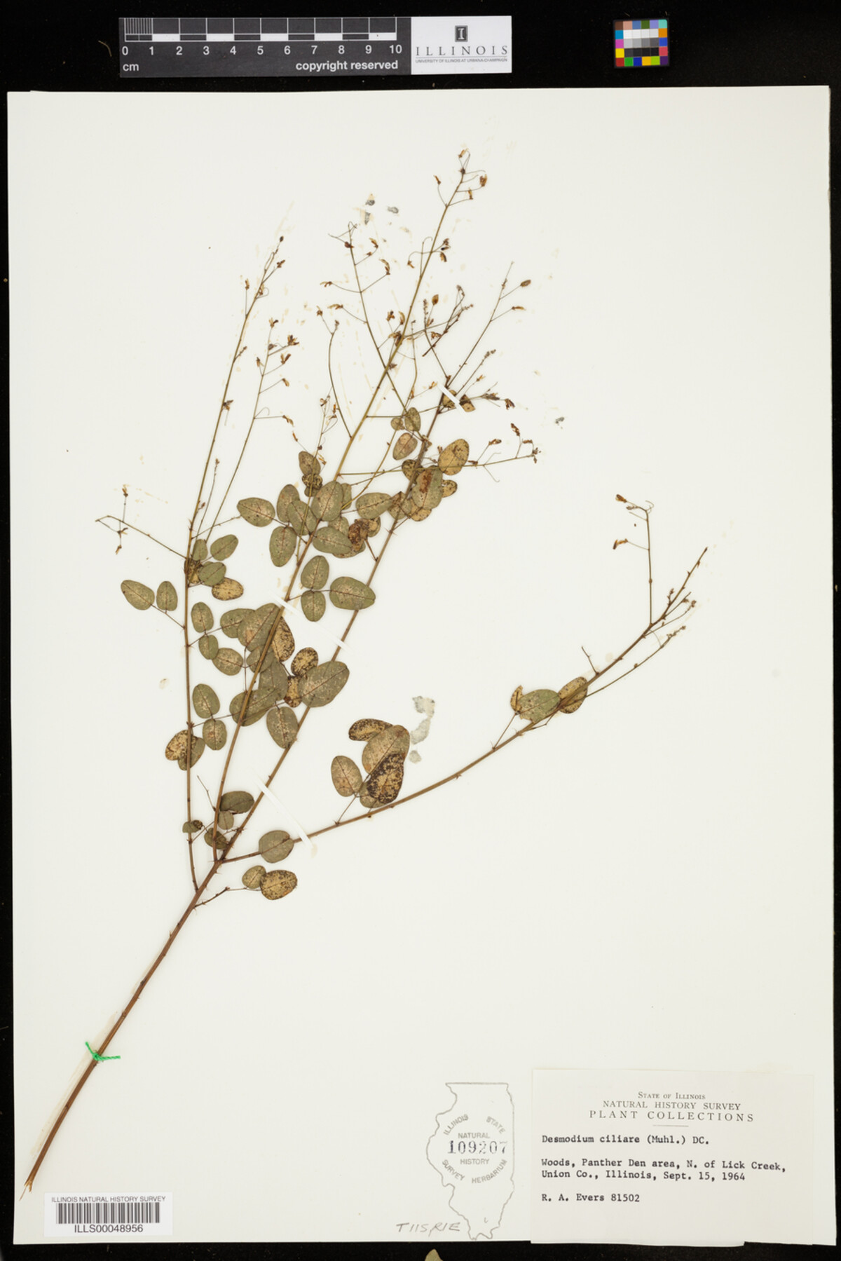 Desmodium ciliare image