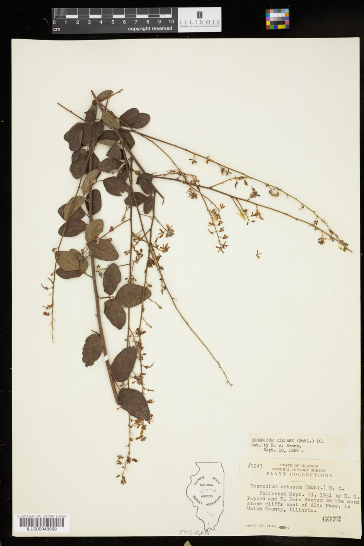 Desmodium ciliare image