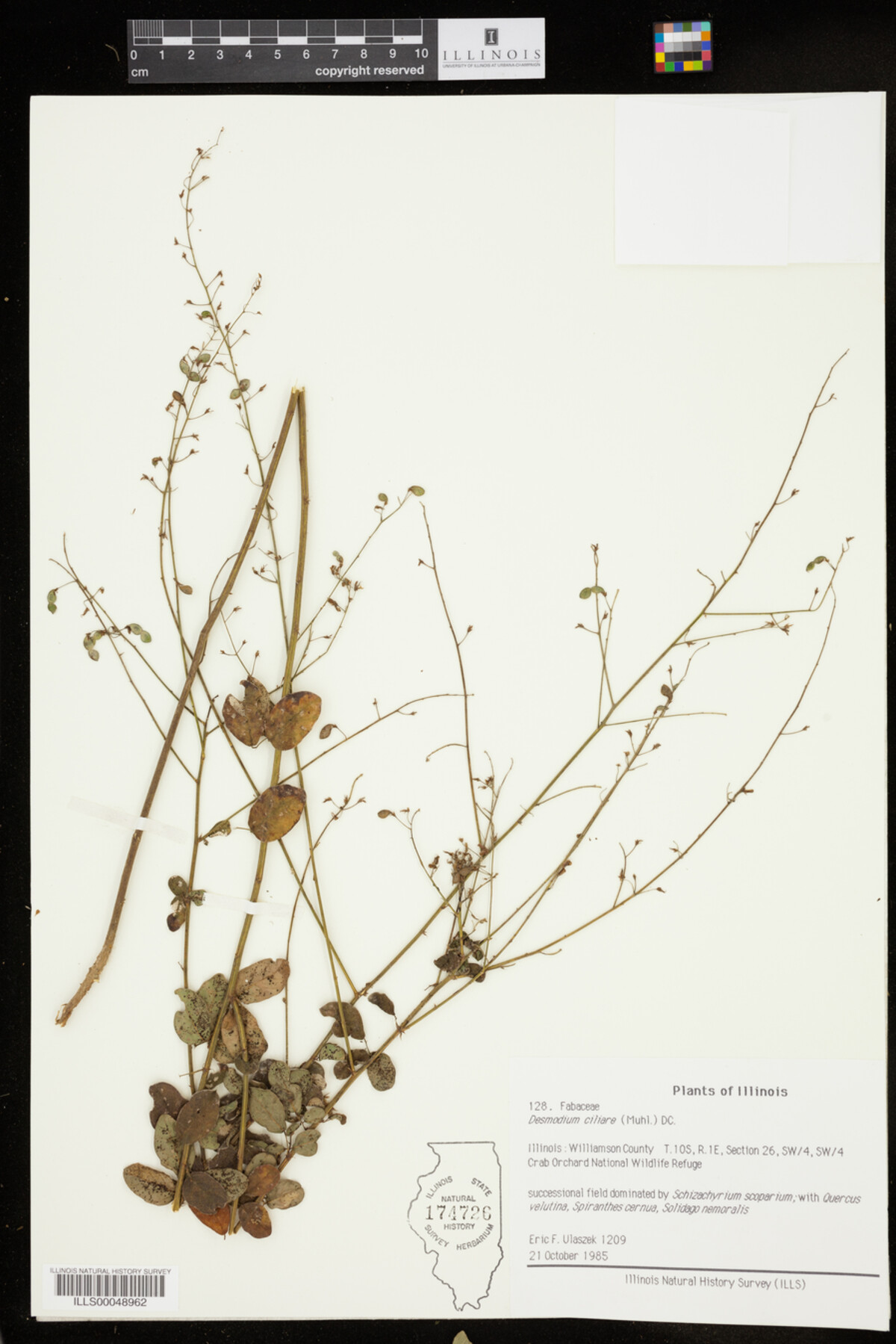 Desmodium ciliare image