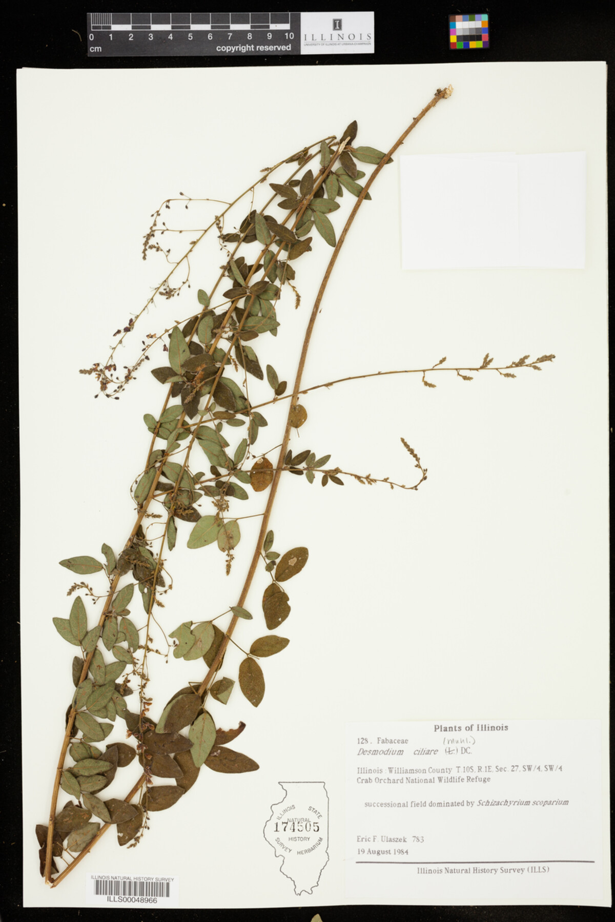 Desmodium ciliare image