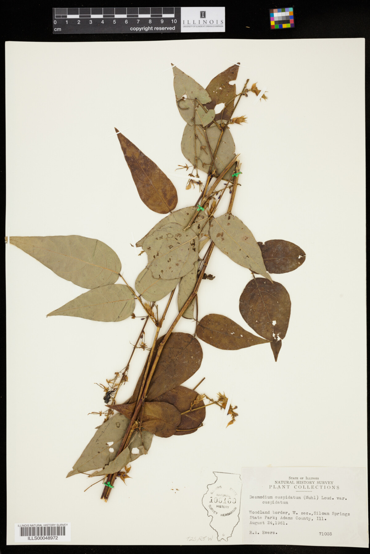 Desmodium cuspidatum var. cuspidatum image
