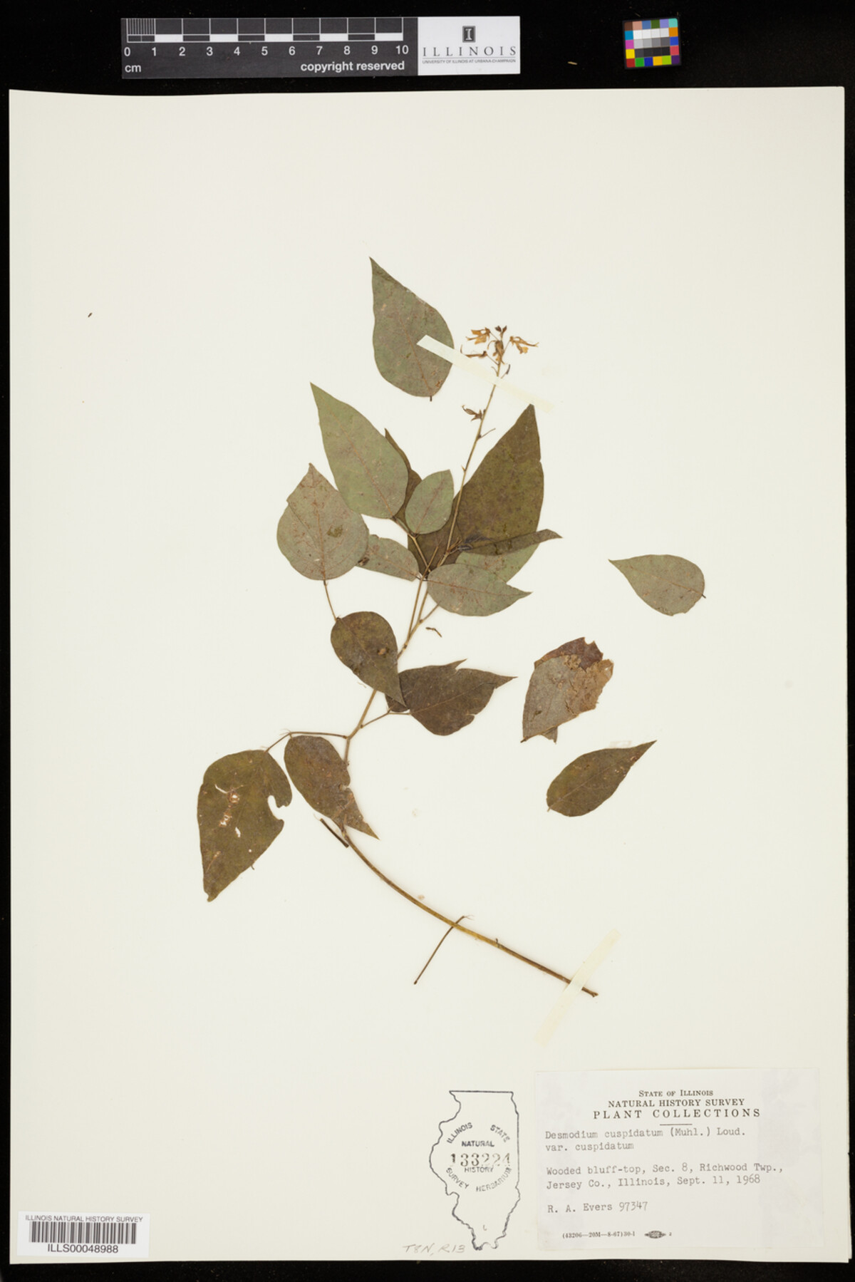Desmodium cuspidatum var. cuspidatum image