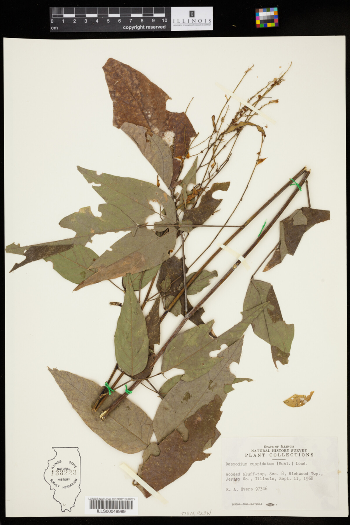 Desmodium cuspidatum var. cuspidatum image
