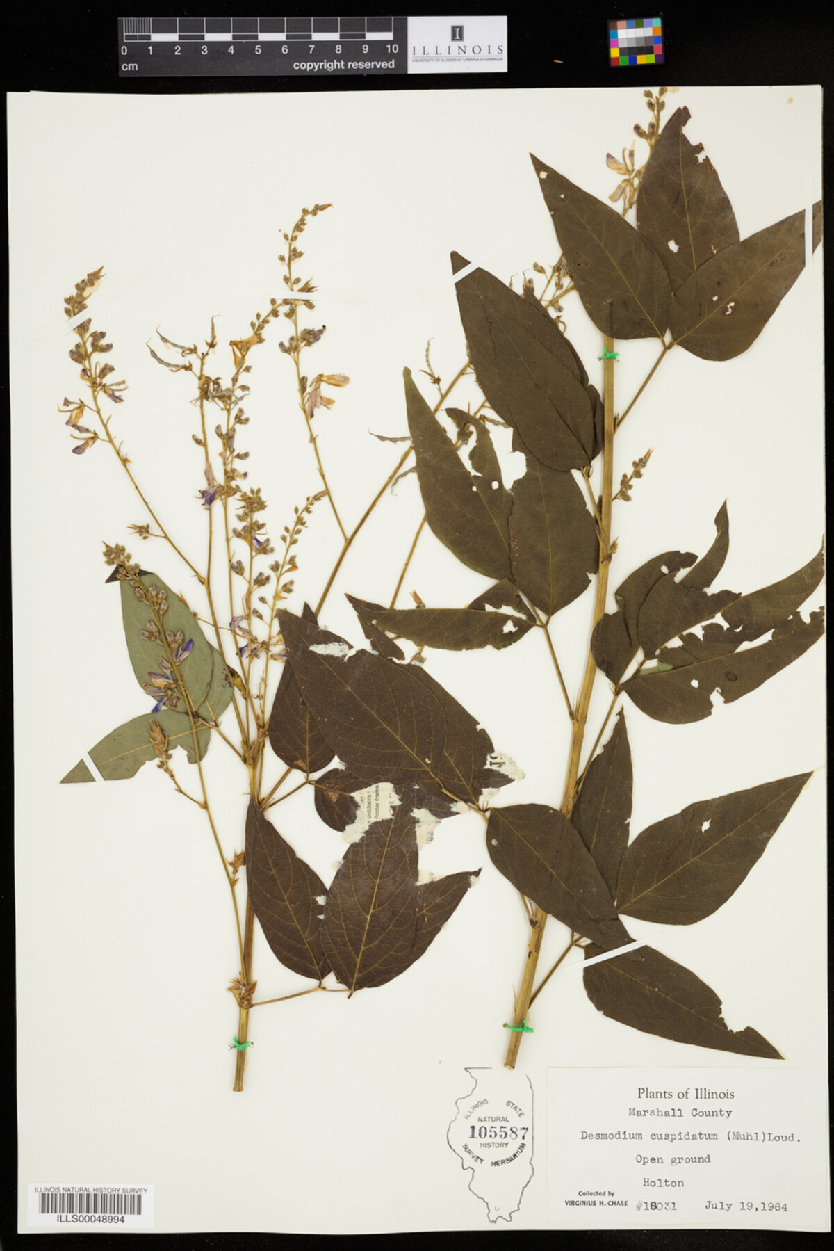 Desmodium cuspidatum var. cuspidatum image