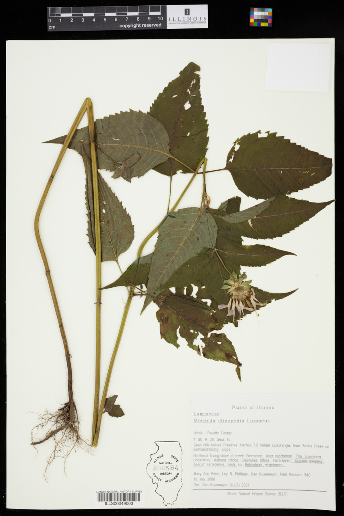 Monarda clinopodia image