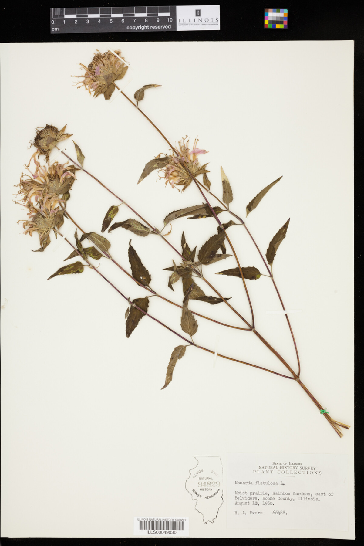 Monarda fistulosa image