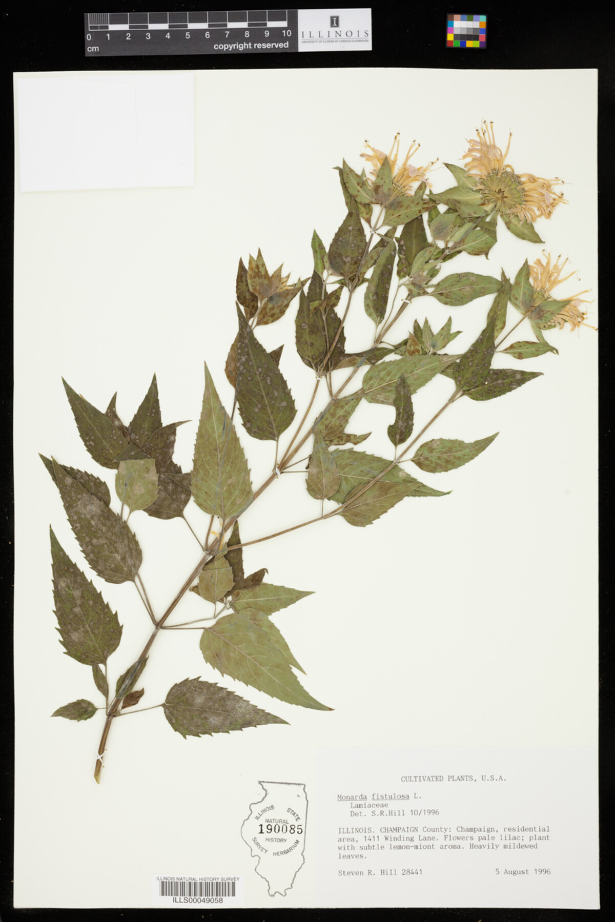 Monarda fistulosa image