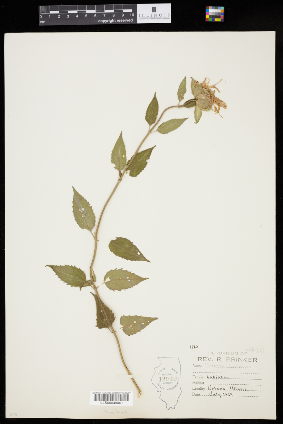 Monarda fistulosa image