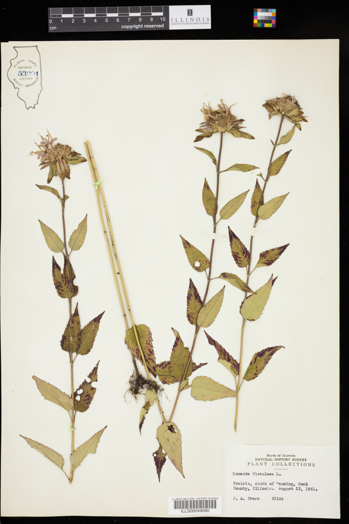 Monarda image