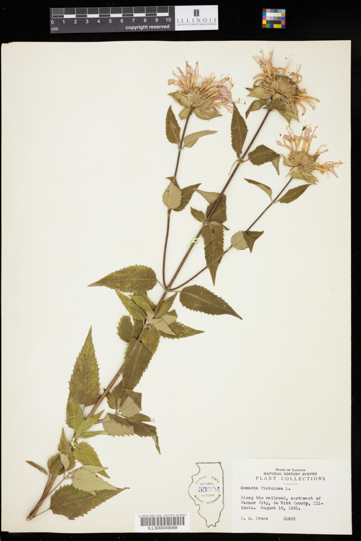 Monarda fistulosa image