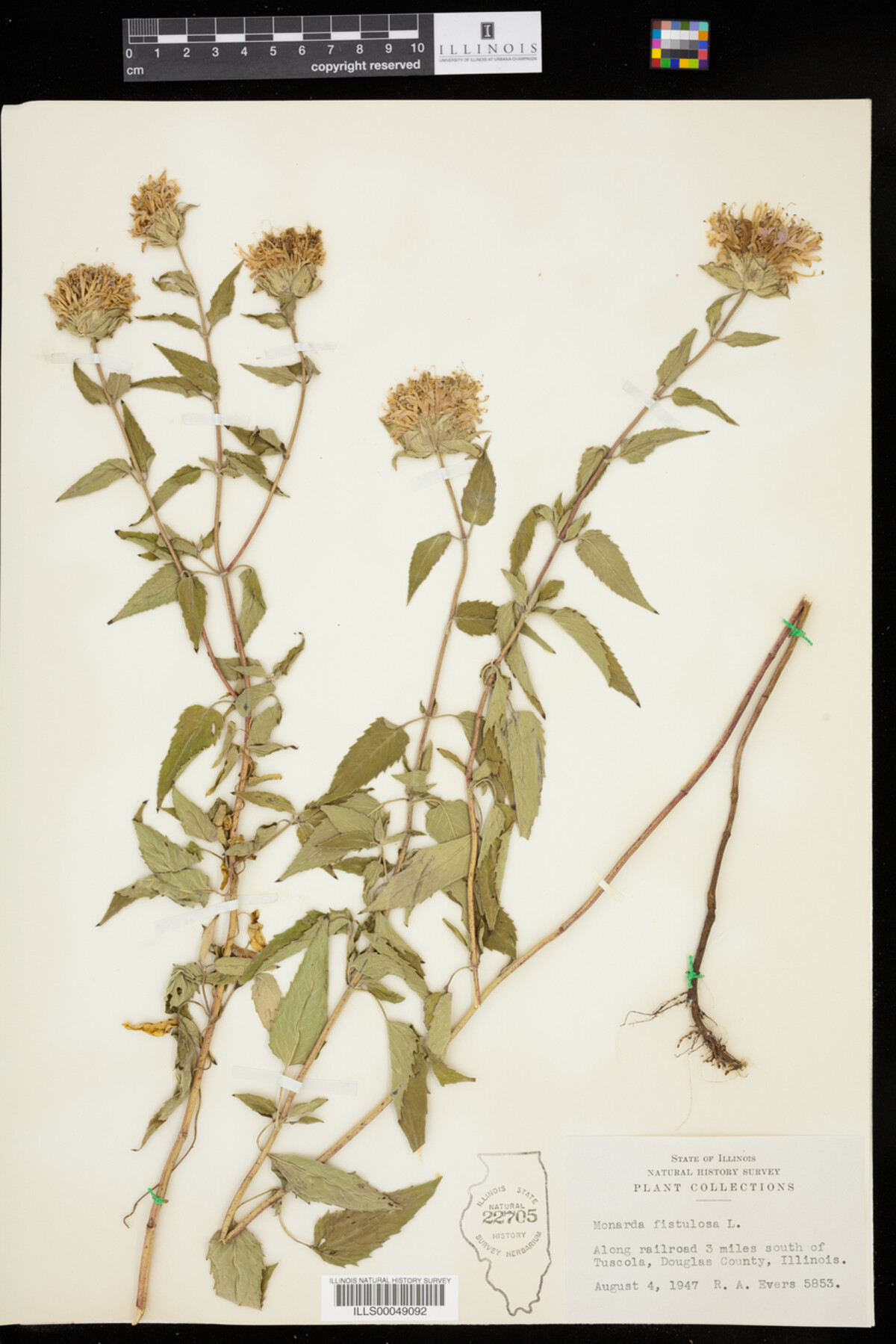 Monarda fistulosa image