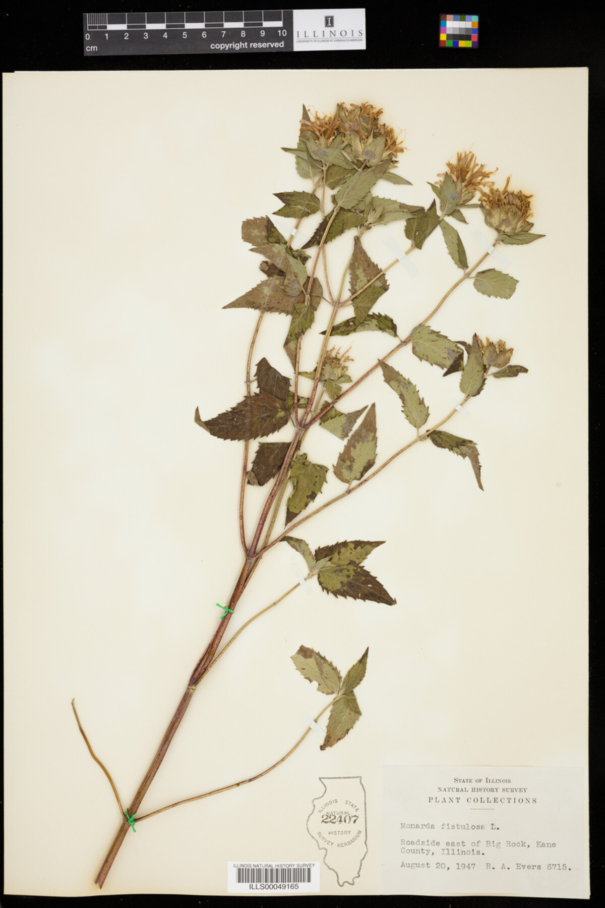 Monarda fistulosa image